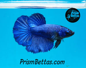 Blue Halfmoon Female