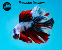 Load image into Gallery viewer, Marble Halfmoon Male