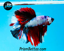 Load image into Gallery viewer, Marble Halfmoon Male