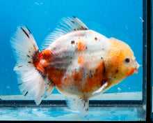 Load image into Gallery viewer, XXL Handpicked Calico Godzilla Shogun  (6 inches) Imported from Thailand