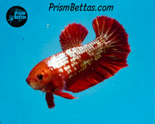 Load image into Gallery viewer, Red Marble Halfmoon Plakat Female