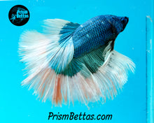 Load image into Gallery viewer, Turquoise Butterfly Rosetail Halfmoon Male