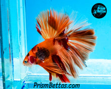 Load image into Gallery viewer, Candy Koi Halfmoon Male