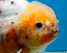 Load image into Gallery viewer, XXL Handpicked Calico Godzilla Shogun  (6 inches) Imported from Thailand