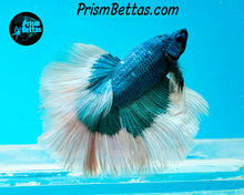 Load image into Gallery viewer, Turquoise Butterfly Rosetail Halfmoon Male
