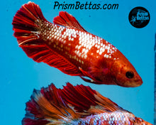 Load image into Gallery viewer, Red Marble Halfmoon Plakat Female