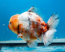 Load image into Gallery viewer, XXL Handpicked Calico Godzilla Shogun  (6 inches) Imported from Thailand