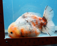 Load image into Gallery viewer, XXL Handpicked Calico Godzilla Shogun  (6 inches) Imported from Thailand