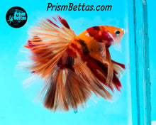 Load image into Gallery viewer, Candy Koi Halfmoon Male