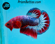 Load image into Gallery viewer, Marble Halfmoon Plakat Male