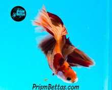 Load image into Gallery viewer, Candy Koi Halfmoon Male