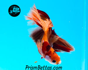 Candy Koi Halfmoon Male