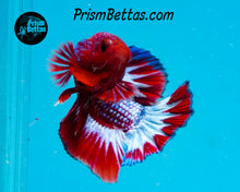 Load image into Gallery viewer, Marble Halfmoon Plakat Male