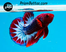Load image into Gallery viewer, Marble Halfmoon Plakat Male