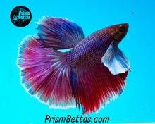 Load image into Gallery viewer, Dumbo Halfmoon Male