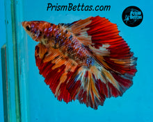 Load image into Gallery viewer, Rainbow Marble Doubletail Halfmoon Male