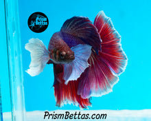 Load image into Gallery viewer, Dumbo Halfmoon Male