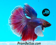 Load image into Gallery viewer, Dumbo Halfmoon Male
