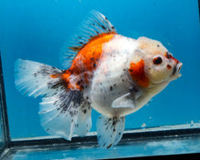 Load image into Gallery viewer, XXL Handpicked Calico Godzilla Shogun Female (6 inches) Imported from Thailand