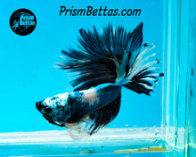 Load image into Gallery viewer, Marble Halfmoon Male