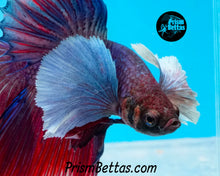 Load image into Gallery viewer, Dumbo Halfmoon Male