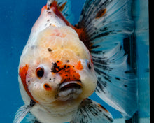 Load image into Gallery viewer, XXL Handpicked Calico Godzilla Shogun Female (6 inches) Imported from Thailand