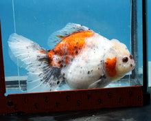 Load image into Gallery viewer, XXL Handpicked Calico Godzilla Shogun Female (6 inches) Imported from Thailand