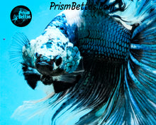 Load image into Gallery viewer, Marble Halfmoon Male