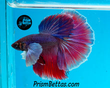 Load image into Gallery viewer, Dumbo Halfmoon Male