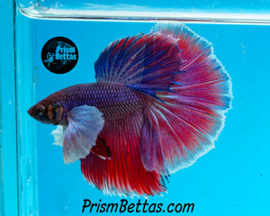 Dumbo Halfmoon Male