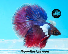 Load image into Gallery viewer, Dumbo Halfmoon Male