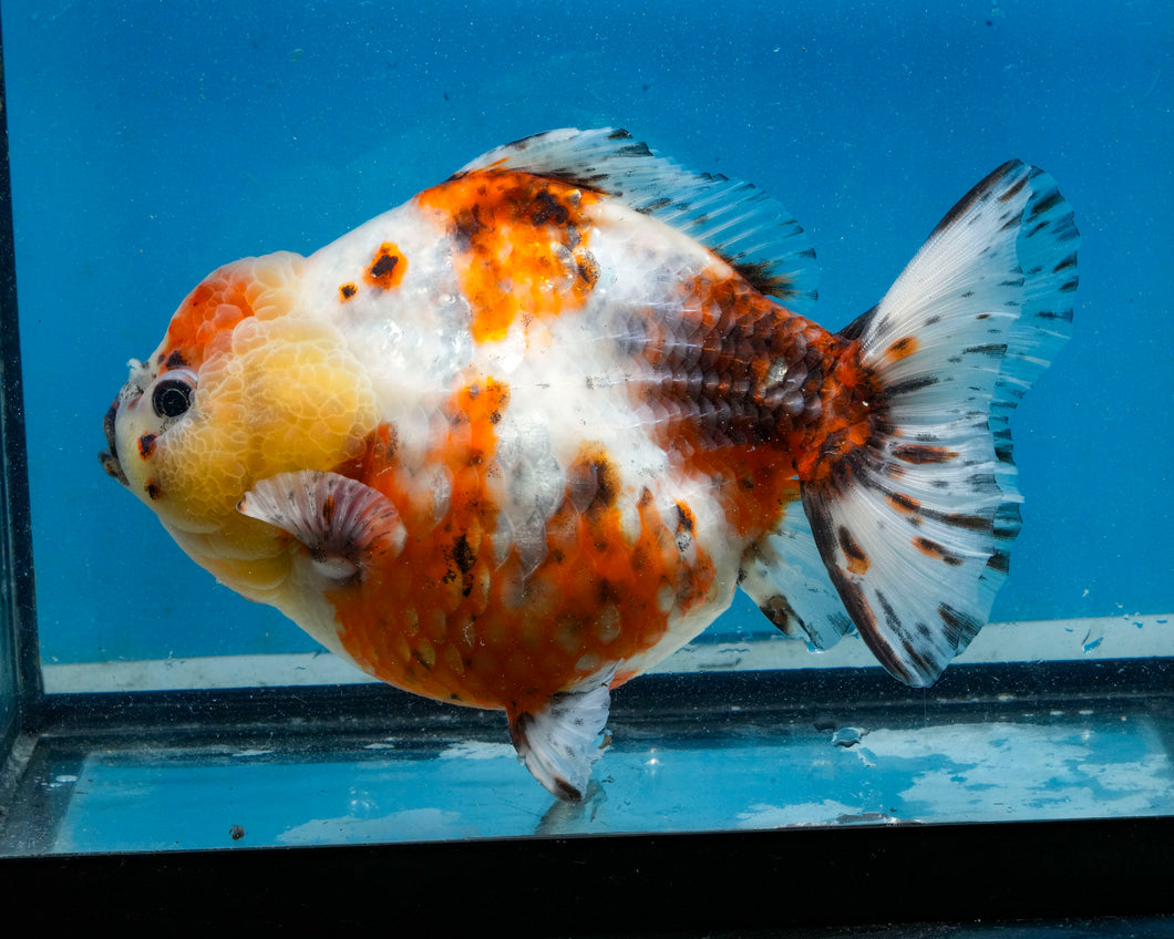 XXL Handpicked Calico Godzilla Shogun Female (6 inches) Imported from Thailand