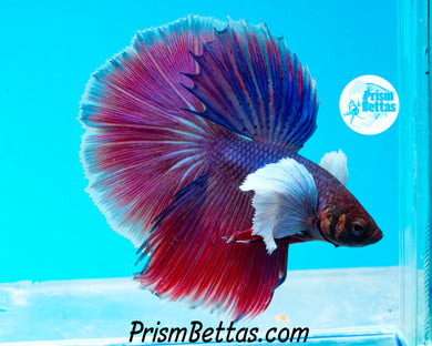 Dumbo Halfmoon Male