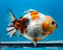 Load image into Gallery viewer, XXL Handpicked Calico Godzilla Shogun Female (6 inches) Imported from Thailand