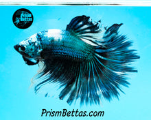 Load image into Gallery viewer, Marble Halfmoon Male