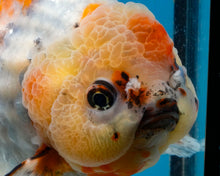 Load image into Gallery viewer, XXL Handpicked Calico Godzilla Shogun Female (6 inches) Imported from Thailand