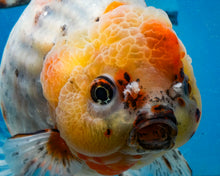 Load image into Gallery viewer, XXL Handpicked Calico Godzilla Shogun Female (6 inches) Imported from Thailand