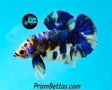 Load image into Gallery viewer, Marble Halfmoon Plakat Male