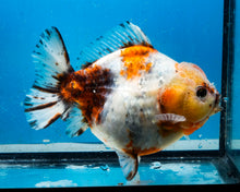 Load image into Gallery viewer, XXL Handpicked Calico Godzilla Shogun Female (6 inches) Imported from Thailand