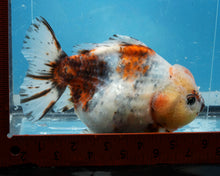 Load image into Gallery viewer, XXL Handpicked Calico Godzilla Shogun Female (6 inches) Imported from Thailand