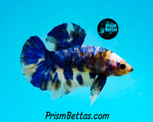 Load image into Gallery viewer, Marble Halfmoon Plakat Male