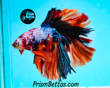 Load image into Gallery viewer, Candy Koi Halfmoon Male