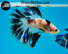 Load image into Gallery viewer, Marble Koi Halfmoon Male