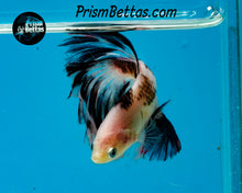 Load image into Gallery viewer, Marble Koi Halfmoon Male