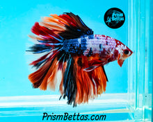 Load image into Gallery viewer, Candy Koi Halfmoon Male