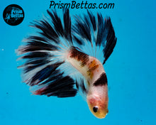 Load image into Gallery viewer, Marble Koi Halfmoon Male