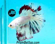 Load image into Gallery viewer, Marble Halfmoon Male