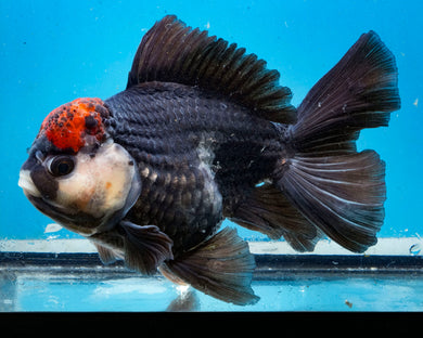 XXL Tricolor Oranda Male (6.5 inches) Imported from Thailand