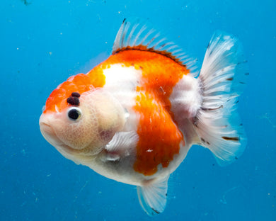 Tricolor Shogun Godzilla Oranda Female (5 inches) Imported from Thailand