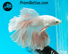 Load image into Gallery viewer, Pink Washed White Rosetail Halfmoon Male